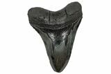 Serrated, Fossil Megalodon Tooth - South Carolina #325767-1